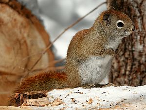 Squirrel