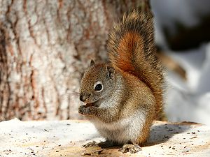 Squirrel