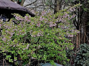 20180409_150647_Richtone(HDR)