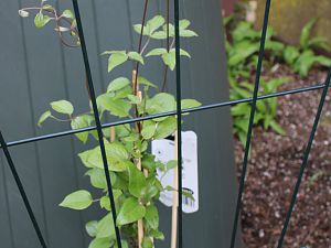 Clematis