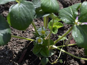 Ein paar Erdbeeren blühen auch.