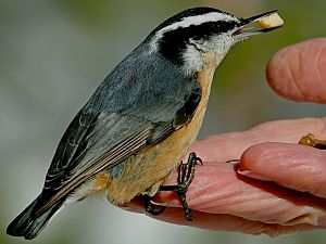 Red-breasted  nuthatch / Kleiber