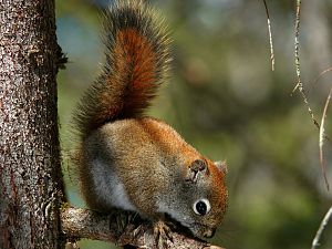 Squirrel 1600px