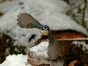 Kleiber im Flug