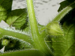 Physalis Pruinosa