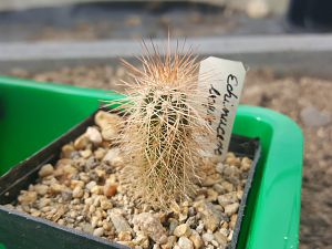 Kaktus Echinucereus layleyi