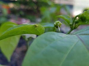 Kürbisspinne / Araniella cucurbitina