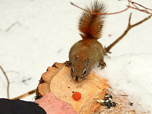 Eichhörnchen möchte Aprikose