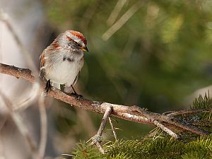 American Tree Sparrow