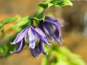 2018_04_21_clematis Alpina2