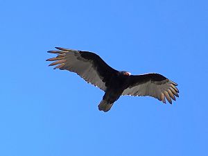 Truthangeier / Turkey vulture