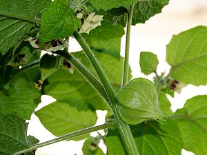 Physalis Pruinosa / Ananaskirsche