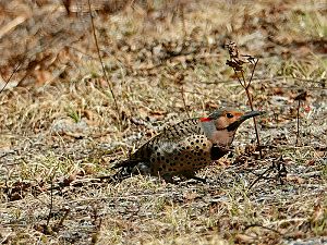 Northern Flicker