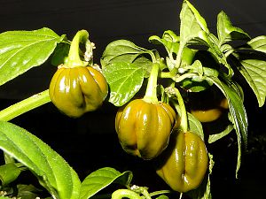 Scotch Bonnet Oliv