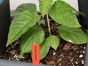 Carolina_Reaper