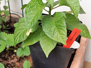 White_Fatalii_XChili