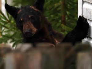 Junger Schwarzbär zu Besuch im Garten