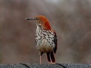 Brown Thrasher