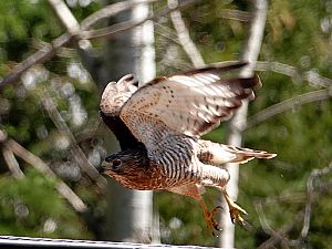 Broad-winged hawk / Breitflügelbussard