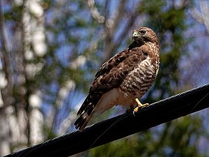 Broad-winged hawk / Breitflügelbussard