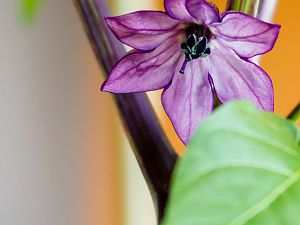 Purple Jalapeno Blüte