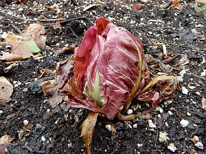 Radicchio Chicoree