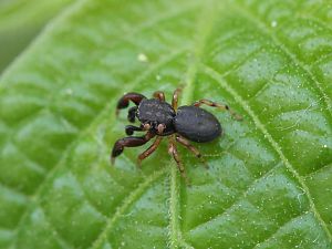 20180419-spinne-mit-amblyseius-barkeri-HM6C1801-crop