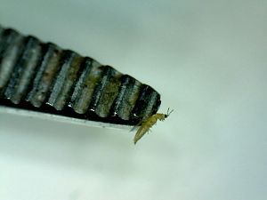 20180505-thrips-IMG_1525540162483