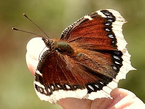 Mourning Cloak / Trauermantel