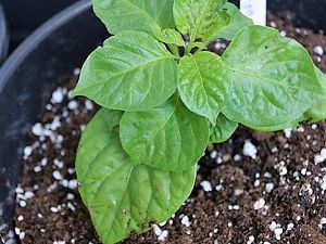 7Pot_Congo_Chocolate2