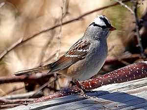 White-crowned sparrow / Dachsammer