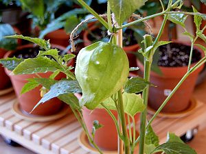 Tomatillo