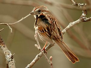 Song sparrow / Singammer