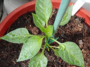 Pimientos De Padron