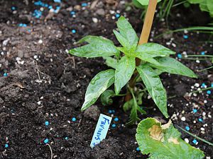 Farmers Jalapeno