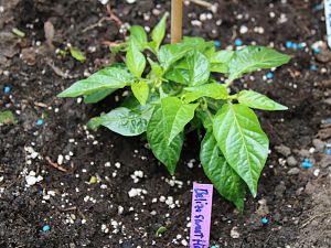 Belize sweet Habanero