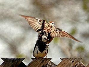 Frohen Muttertag