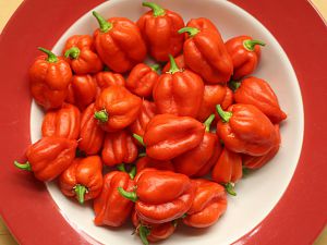 20180513-bhut-jolokia-ernte-HM6C2344