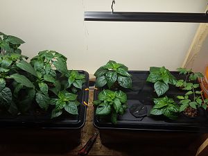 Hydroponic_system