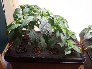 Hydroponic_system