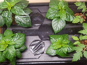 Hydroponic_system