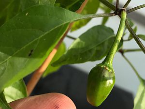 Chiltepin_F