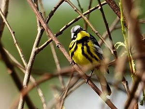 Magnolia warbler / Magnolienwaldsänger