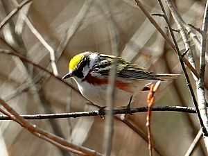 Chestnut-sided warbler / Gelbscheitelwaldsänger