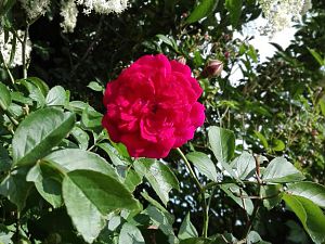 Sonstiges/Garten Rose