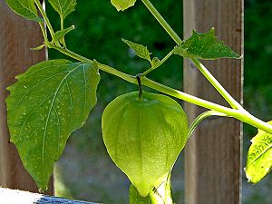 Tomatillo