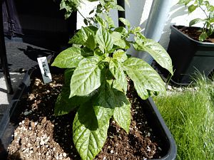 Habanero White Giant