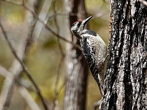 Yellow-bellied sapsucker / Gelbbauch-Saftlecker