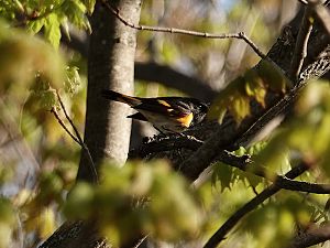 American redstart warbler / Schnäpperwaldsänger