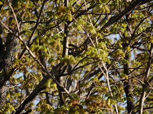 American redstart warbler / Schnäpperwaldsänger